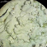 Dirinaria aegialita image