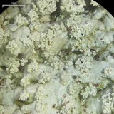 Dirinaria aegialita image
