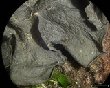 Leptogium austroamericanum image