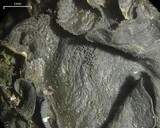 Leptogium austroamericanum image