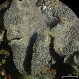 Leptogium austroamericanum image
