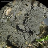 Leptogium austroamericanum image