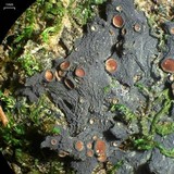 Leptogium sessile image