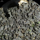 Leptogium marginellum image