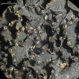 Leptogium marginellum image