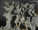 Leptogium marginellum image