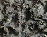 Leptogium marginellum image