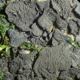 Leptogium isidiosellum image
