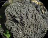 Leptogium isidiosellum image