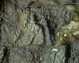 Leptogium isidiosellum image