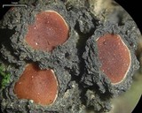 Leptogium phyllocarpum var. phyllocarpum image