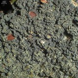 Leptogium phyllocarpum var. phyllocarpum image
