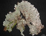 Lobaria ravenelii image
