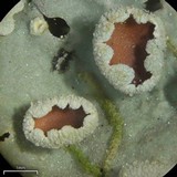 Lobaria ravenelii image