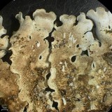 Lobaria ravenelii image