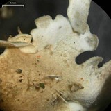 Lobaria ravenelii image