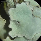 Lobaria ravenelii image