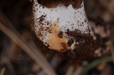 Agaricus agrinferus image