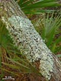 Parmotrema dilatatum image
