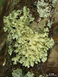 Parmotrema sulphuratum image