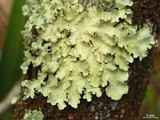 Parmotrema sulphuratum image
