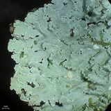 Physcia atrostriata image