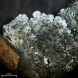 Physcia atrostriata image