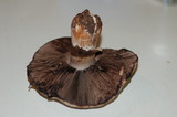 Agaricus agrinferus image