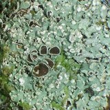 Physcia atrostriata image