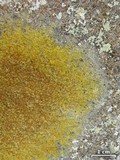 Caloplaca flavovirescens image