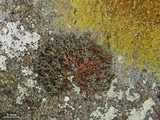 Phaeophyscia rubropulchra image