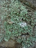 Cladonia apodocarpa image