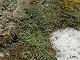 Cladonia petrophila image