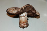 Agaricus agrinferus image