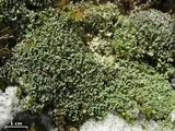 Cladonia petrophila image