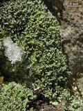 Cladonia petrophila image