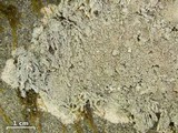 Ochrolechia yasudae image