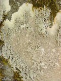 Ochrolechia yasudae image