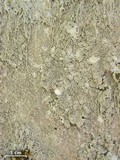 Ochrolechia yasudae image