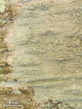 Loxospora ochrophaea image