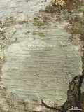 Loxospora ochrophaea image