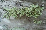 Usnocetraria oakesiana image