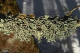 Hypogymnia krogiae image