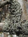 Hypogymnia krogiae image