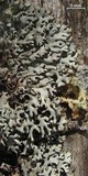 Hypogymnia krogiae image