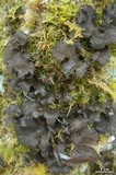 Sticta sylvatica image