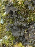 Sticta sylvatica image