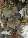 Sticta sylvatica image