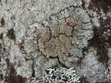 Pannaria rubiginosa image
