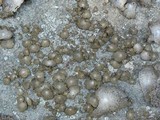 Lasallia papulosa image